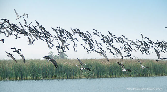 Visita el Santuario Nacional Los Manglares de Tumbes a bordo de tu camión o bus Hino